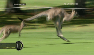 kangaroo-under-line